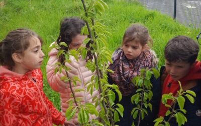 Nos arbres fruitiers après l’hiver…