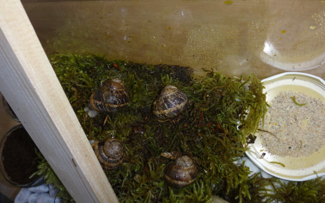 Arrivée d’escargots en classe
